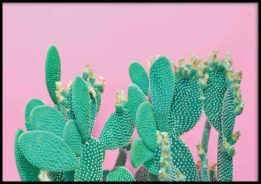 poster-cactus-70x100