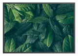 poster-canopy-40x50-stan-nowy