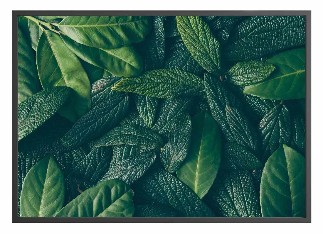 poster-canopy-70x100