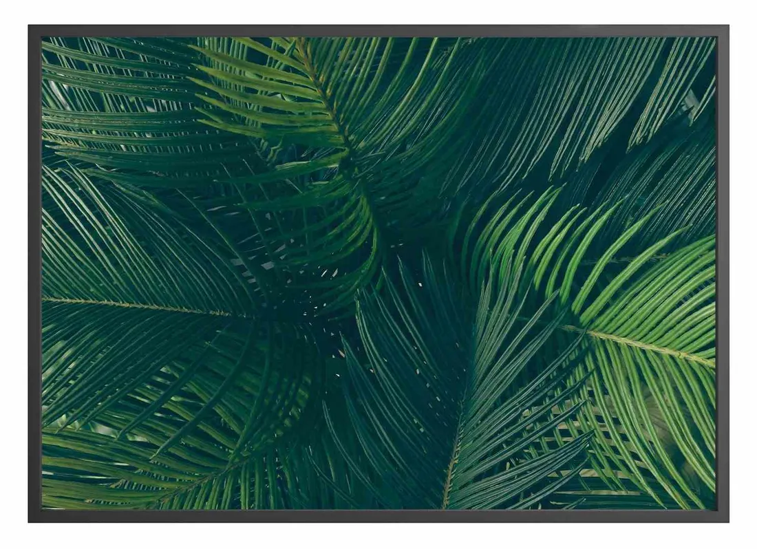poster-evergreen-40x50