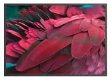poster-feathers-red-40x50-stan-nowy