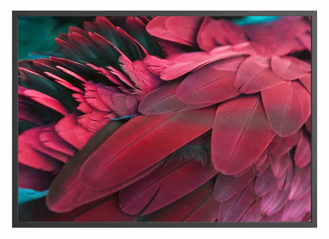 poster-feathers-red-40x50