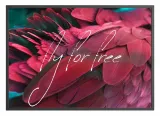 poster-feathers-red-free-50x70-stan-nowy