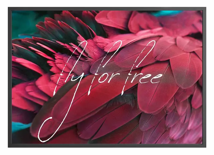 poster-feathers-red-free-70x100-stan-nowy