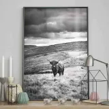 poster-highland-cattle-40x50