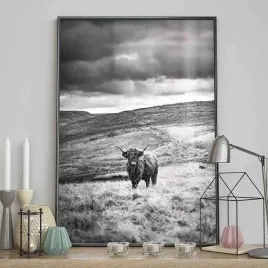 poster-highland-cattle-40x50