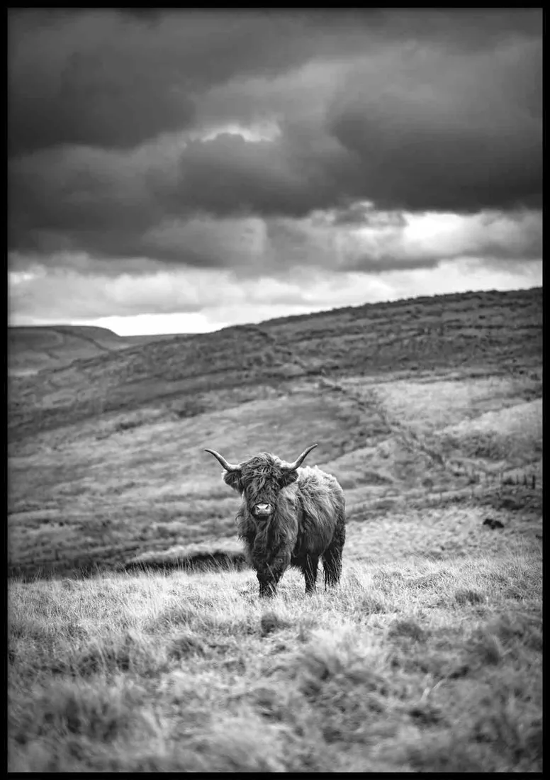 poster-highland-cattle-40x50