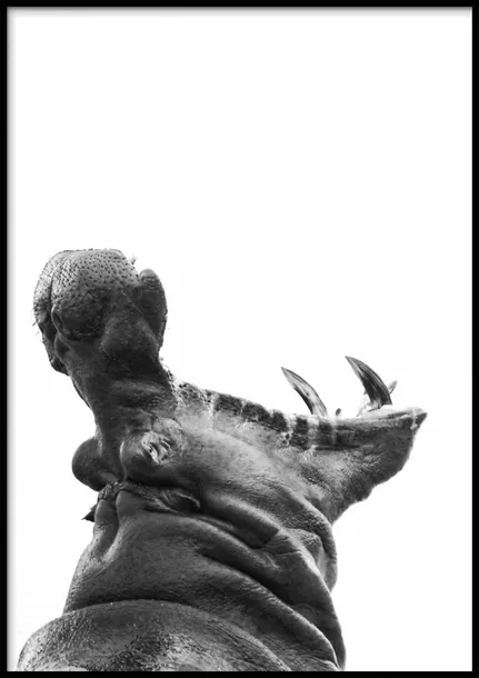 poster-hippopotamus-70x100-stan-nowy