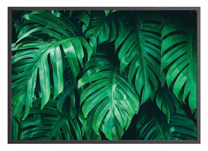 poster-monstera-40x50-stan-nowy