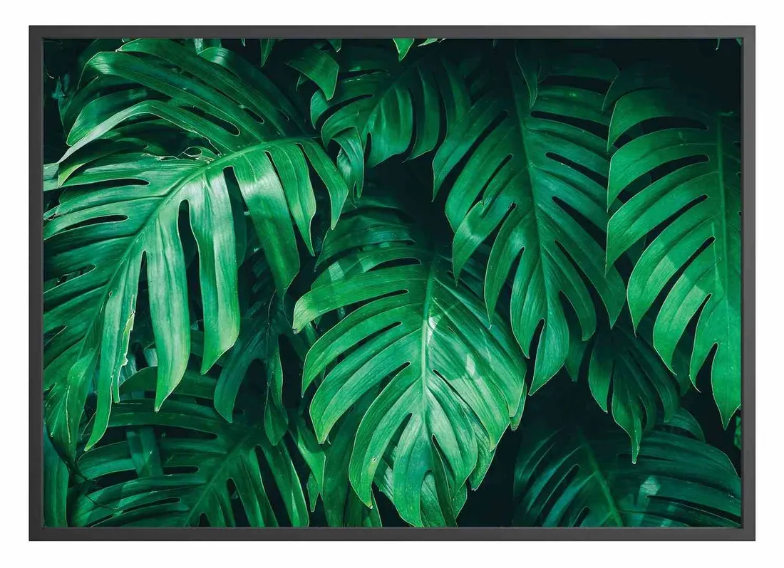 poster-monstera-40x50