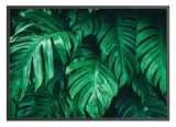 poster-monstera-50x70-stan-nowy