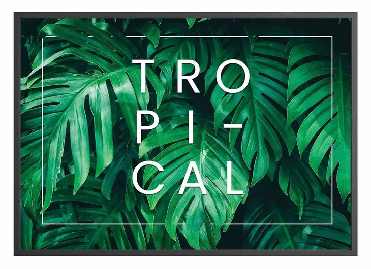 poster-monstera-tropical-50x70-stan-nowy