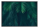 poster-palmleaves-70x100-stan-nowy