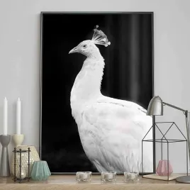 poster-peacock-40x50