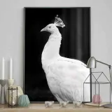 poster-peacock-70x100