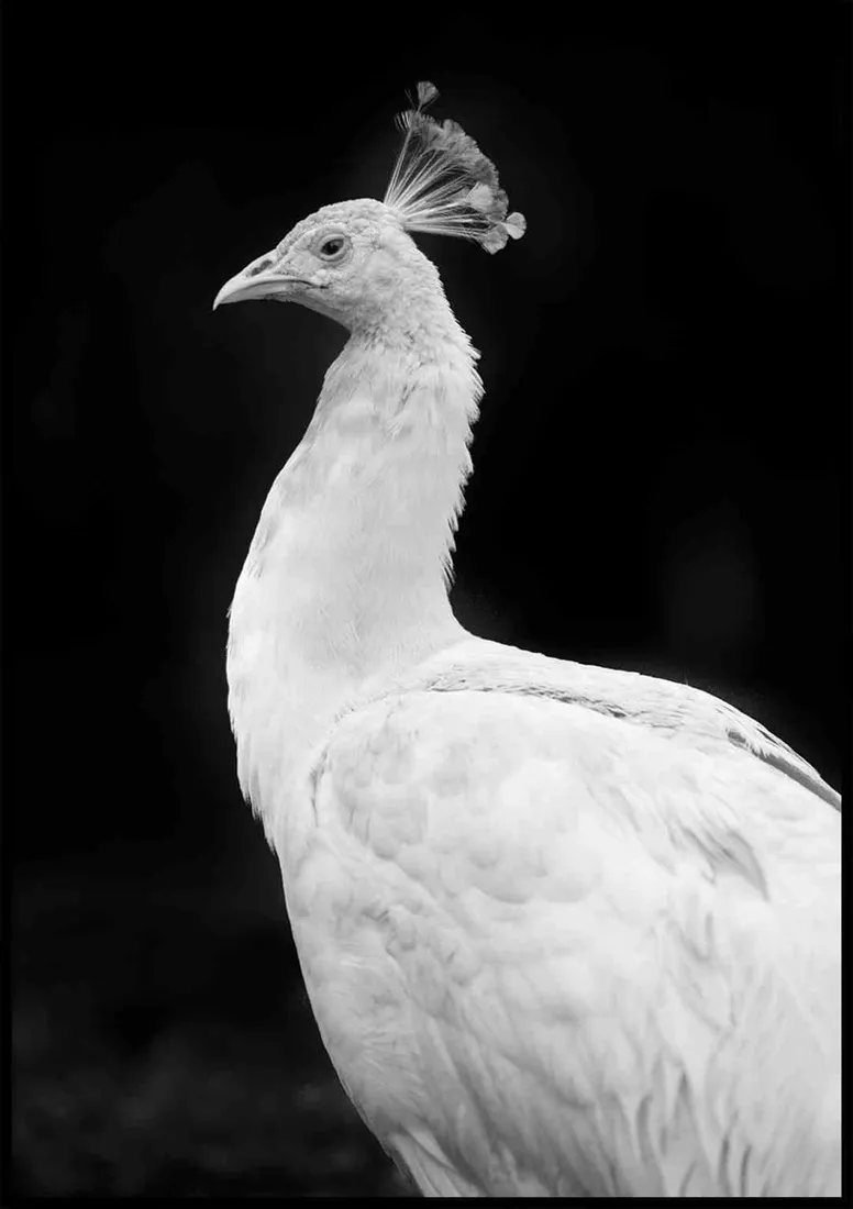poster-peacock-70x100