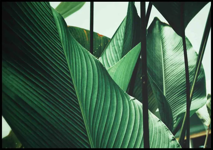 poster-petiole-50x70-stan-nowy