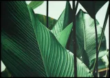 poster-petiole-50x70-stan-nowy