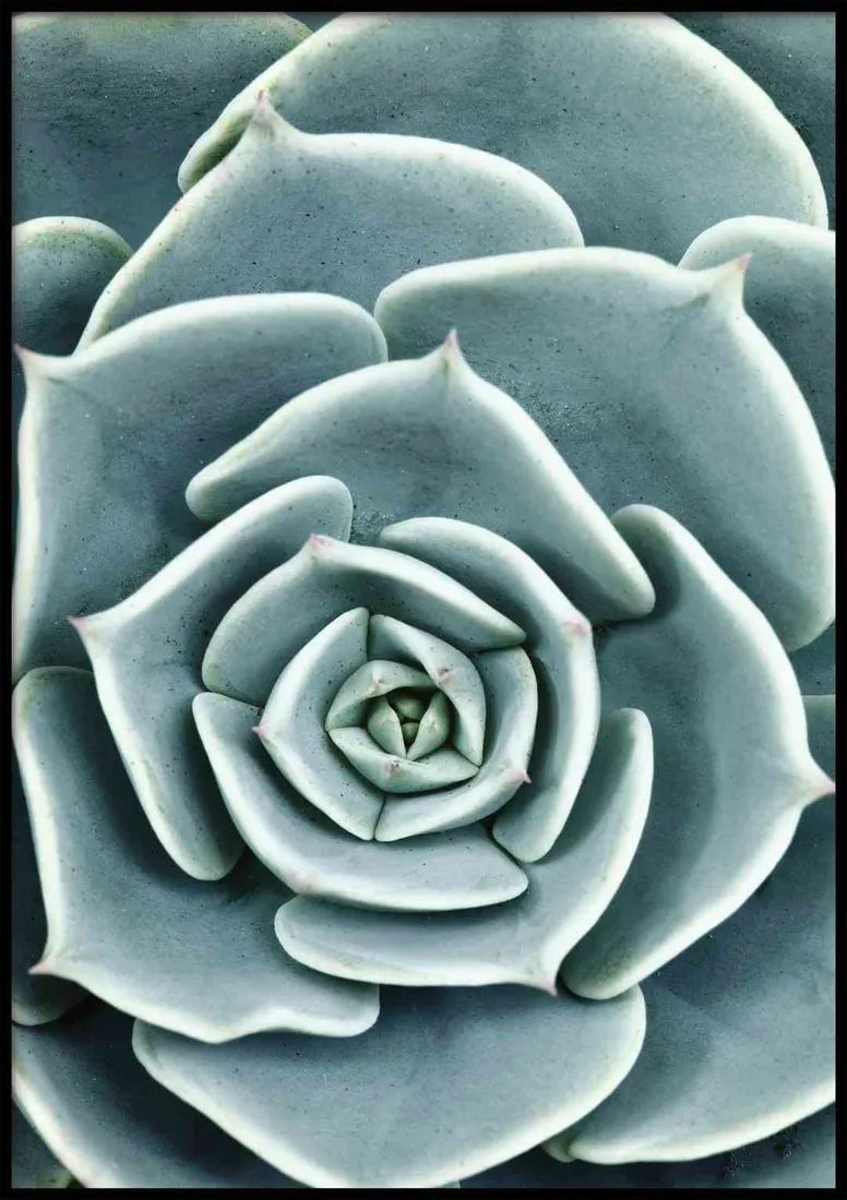 poster-sucullent-40x50