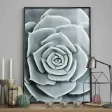 poster-sucullent-70x100