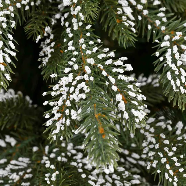 cs-ah-pine-richard-180-stan-nowy