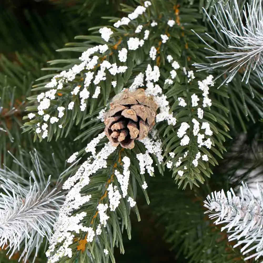 cs-ah-pine-john-120