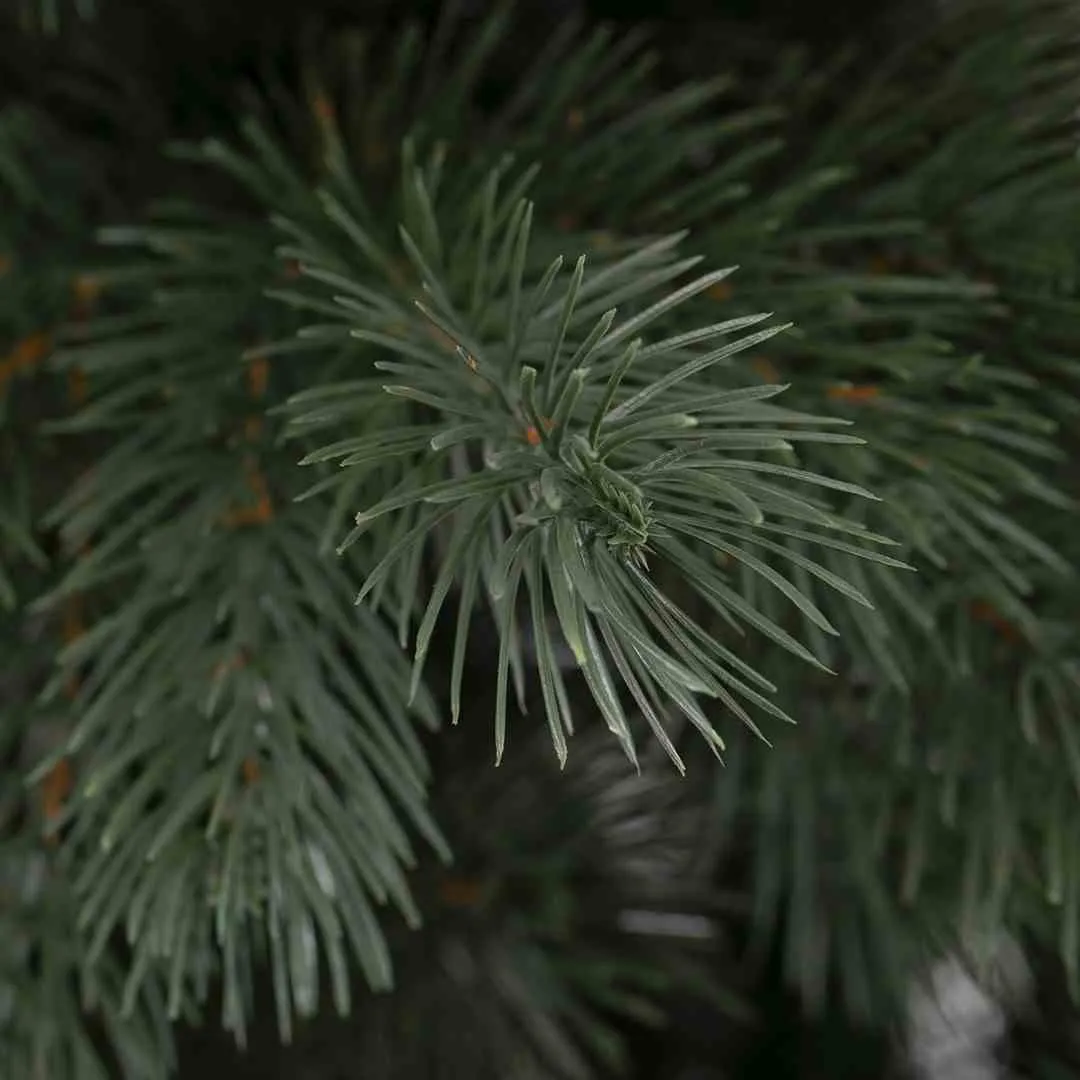 cs-ah-pine-allison-120