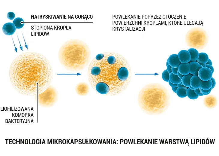 lab-one-n1-probiotic-30-kapsulek-przeznaczenie-uniwersalne