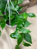 hoya-polyneura-hoja