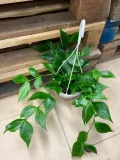 hoya-polyneura-hoja-rodzaj-rosliny-rosliny-zielone