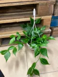 hoya-polyneura-hoja-rodzaj-rosliny-rosliny-zielone