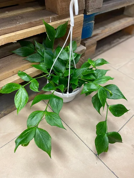 hoya-polyneura-hoja-rodzaj-rosliny-rosliny-zielone