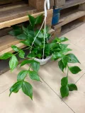 hoya-polyneura-hoja-rodzaj-rosliny-rosliny-zielone
