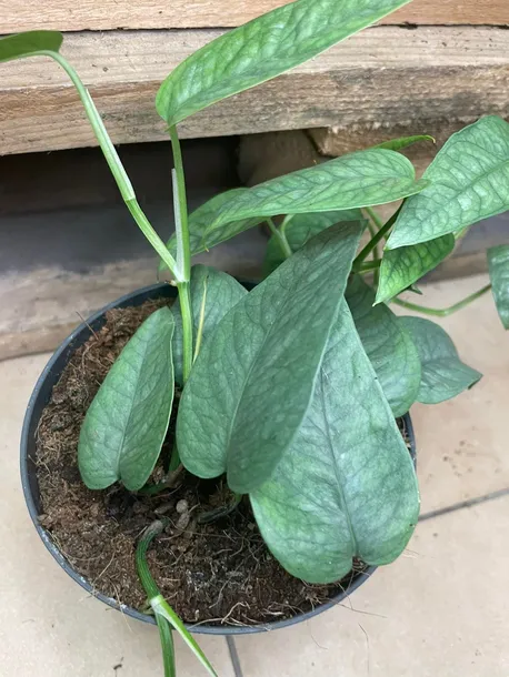 epipremnum-cebu-blue-rozmiar-m