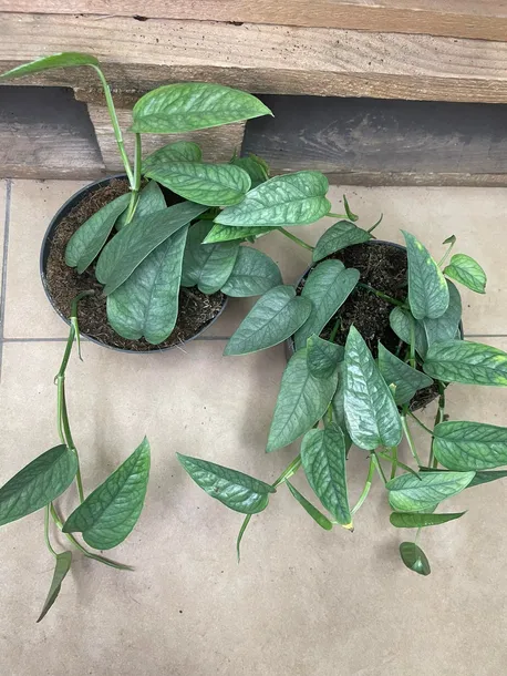 epipremnum-cebu-blue-rozmiar-m-rodzaj-rosliny-rosliny-zielone
