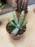 euphorbia-niebieska