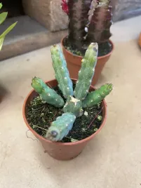 euphorbia-niebieska