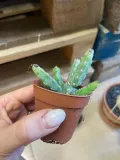euphorbia-niebieska-rodzaj-rosliny-rosliny-zielone