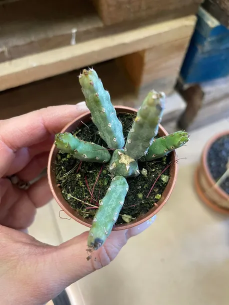 euphorbia-niebieska-rodzaj-rosliny-rosliny-zielone
