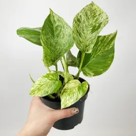 epipremnum-marble-queen-20cm