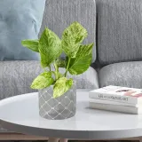 epipremnum-marble-queen-20cm-rodzaj-rosliny-rosliny-zielone