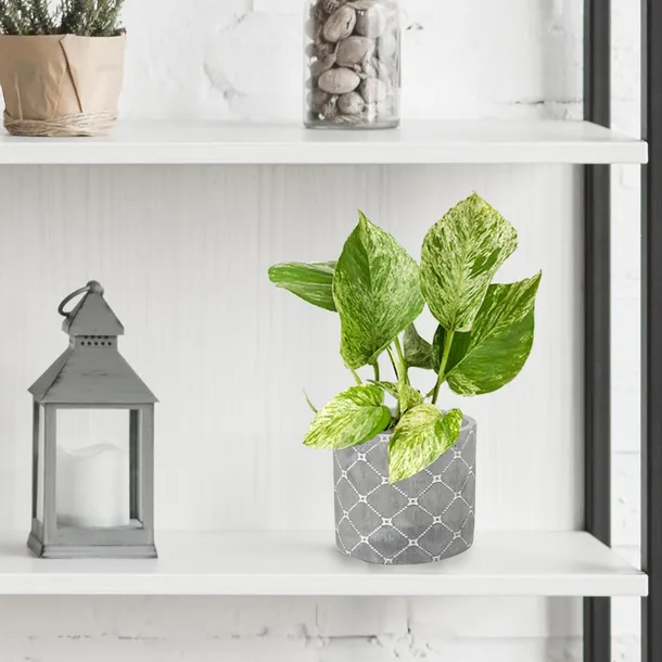 epipremnum-marble-queen-20cm-roslina-w-postaci-sadzonka-w-pojemniku-do-05l