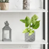 epipremnum-marble-queen-20cm-roslina-w-postaci-sadzonka-w-pojemniku-do-05l