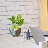 epipremnum-marble-queen-20cm-rodzaj-rosliny-rosliny-zielone-roslina-w-postaci-sadzonka-w-pojemniku-do-05l