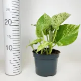 epipremnum-marble-queen-20cm-roslina-w-postaci-sadzonka-w-pojemniku-do-05l-rodzaj-rosliny-rosliny-zielone