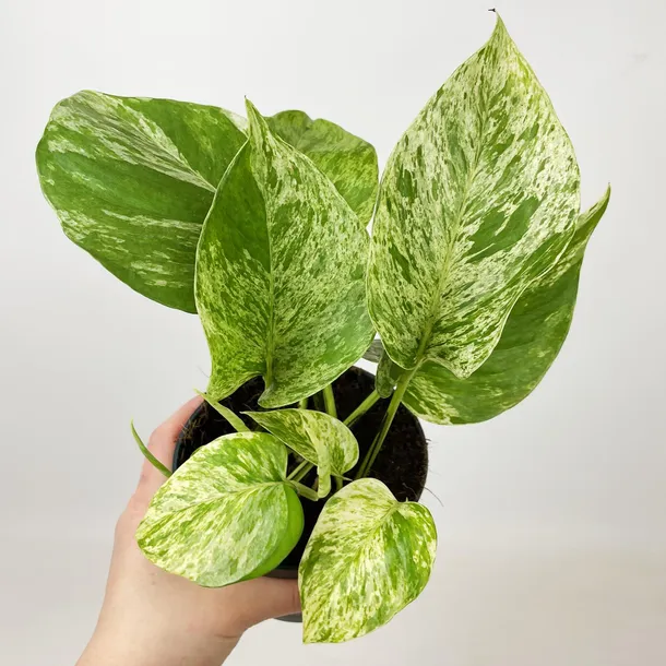 epipremnum-marble-queen-20cm-rodzaj-rosliny-rosliny-zielone