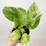 epipremnum-marble-queen-20cm-rodzaj-rosliny-rosliny-zielone