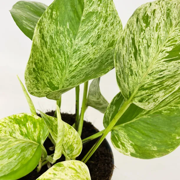epipremnum-marble-queen-20cm-roslina-w-postaci-sadzonka-w-pojemniku-do-05l