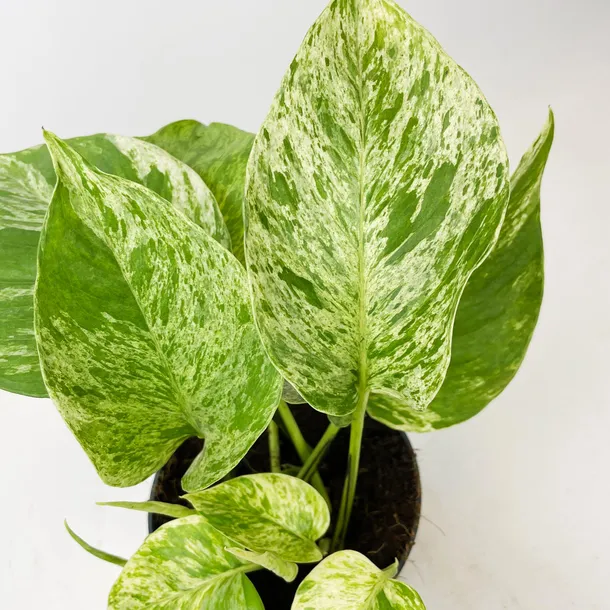epipremnum-marble-queen-20cm-rodzaj-rosliny-rosliny-zielone-roslina-w-postaci-sadzonka-w-pojemniku-do-05l