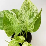 epipremnum-marble-queen-20cm-rodzaj-rosliny-rosliny-zielone-roslina-w-postaci-sadzonka-w-pojemniku-do-05l